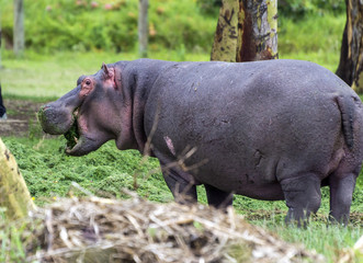 Hippopotamus on the shore of Nakuru lake