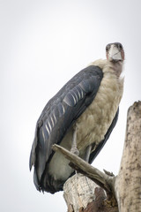 gyps sitting on a tree near Lake Nakuru