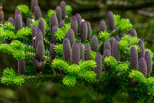 Korean fir tree maturing cones.