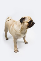 Obraz premium dog on a light background close-up. Pug.
