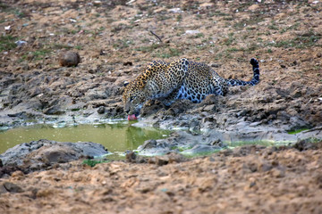 Fototapeta na wymiar The Sri Lankan leopard (Panthera pardus kotiya) , young female drinking