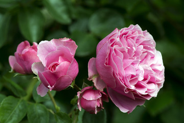 A rose is a woody perennial flowering plant of the genus Rosa, in the family Rosaceae, or the flower it bears. There are over a hundred species and thousands of cultivars.