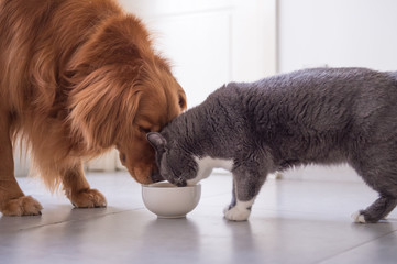 Golden Retriever and British shorthair cats are eating