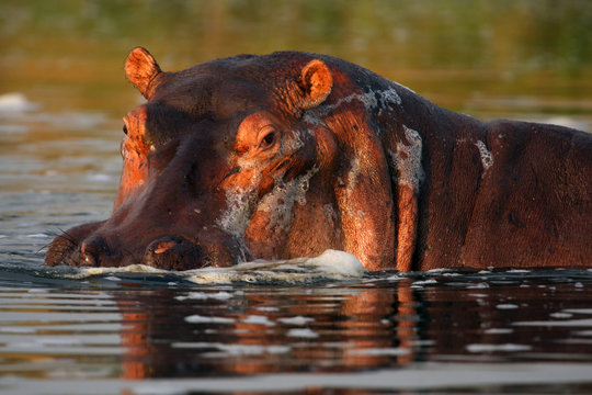 The common hippopotamus (Hippopotamus amphibius), portrait of a hippo in water.