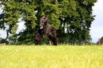 aktiver afghanischer windhund im garten