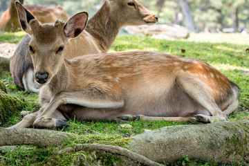 Deer lying in the shade