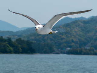 Fototapeta na wymiar Seagull in flight looking in the camera
