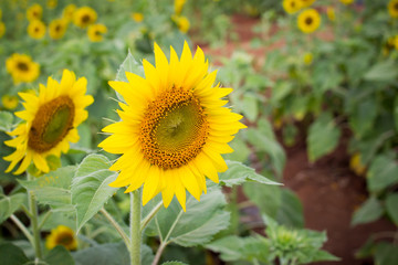 Beautiful big sun flower close up.