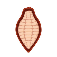 Cocoa front view, organic chocolate. Cosmetics, medical plant