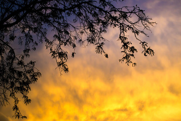 Branch of tree silhouetted on the beautiful motion on cloud during the sunset lighting.