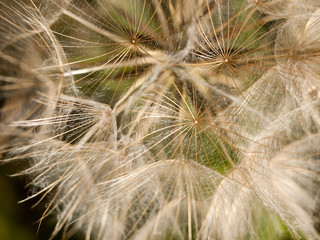 intact close up white dandelion head detail