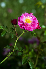 A rose is a woody perennial flowering plant of the genus Rosa, in the family Rosaceae, or the flower it bears. There are over a hundred species and thousands of cultivars.