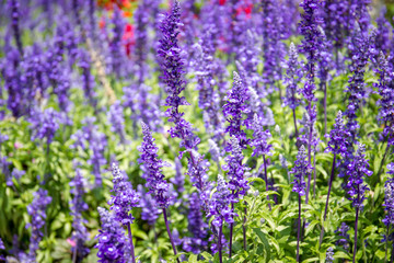 Naklejka premium Beautiful lavenders close up in the garden with blurred larvender field background.