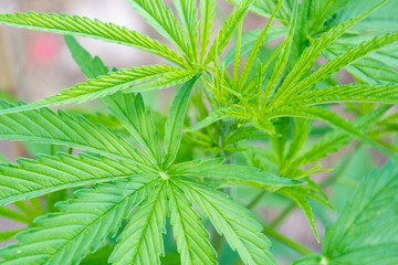 Organic marijuana leaf in garden close up.