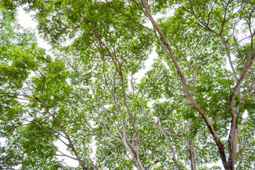 Photograph of a big tree branches
