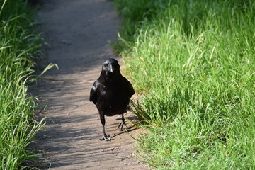 Krähe am Pfad