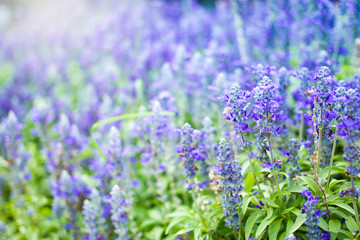 Beautiful lavenders close up in the garden with blurred larvender field background.