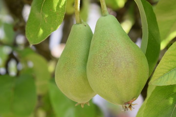 pear