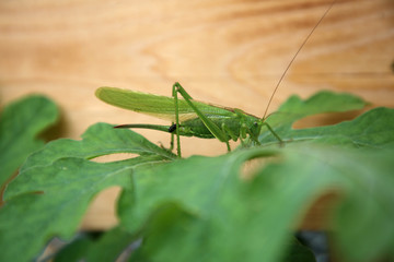Heischrecke