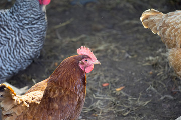 A Rhode Island Red hen walks in her chicken coop in Rural Maryland.