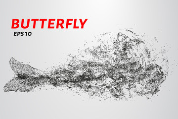 Butterfly of the particles. The butterfly consists of circles and points. Vector illustration.