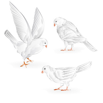 Carriers white pigeons domestic breeds sports birds vintage  set seven vector