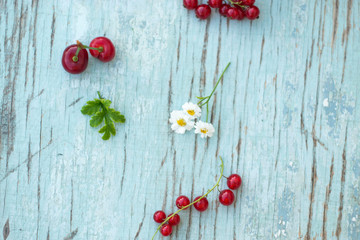 Fototapeta na wymiar Berries of red currant summer vitamins background crop on blue.