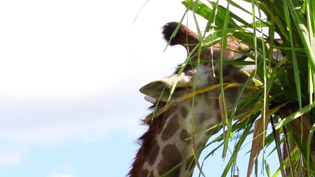Girafa comendo folhas verdes.