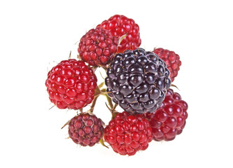 Blackberries on a white background