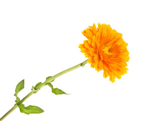 Calendula. Marigold plant with leaves isolated on white background.