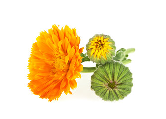 Calendula flowers. Bouquet isolated on a white background.