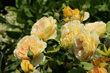 Yellow Roses, Gelbe Rosen