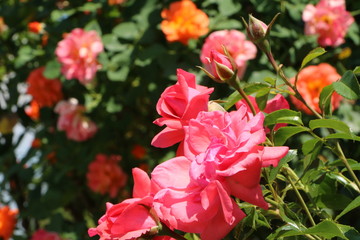 Obraz premium Roses, Rosen