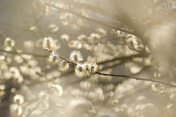 Wilg in bloei © twanwiermans