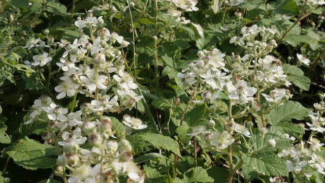 Close-up of white spring flowers of Rubus fruticosus 4K 2160p 30fps UltraHD footage - Bees over blackberry fruit plant 3840X2160 UHD video