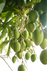 Mango Tree