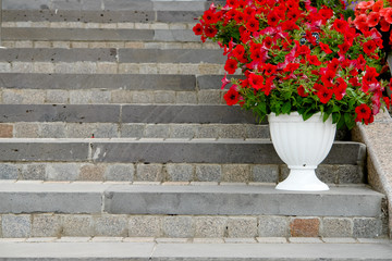 Flowers in flower pot on stone stairs at summer street.