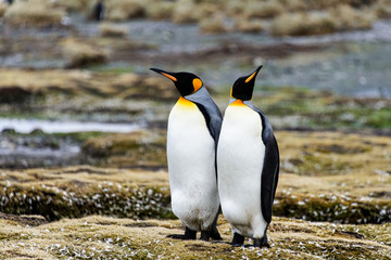 Fototapeta premium King penguins