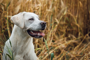 Portrait von einem jungen weißen labrador retriever hund welpen mit hellen intensiven Augen im kornfeld