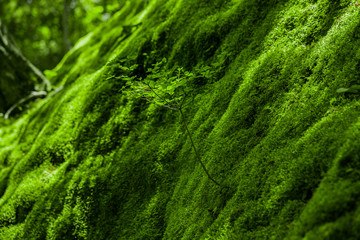 常寂光寺：苔の斜面に生える若木