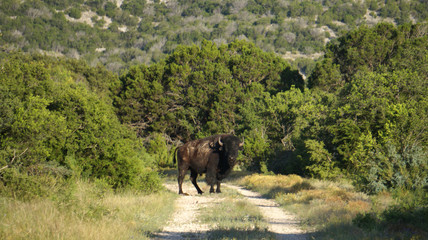 Standing Bison