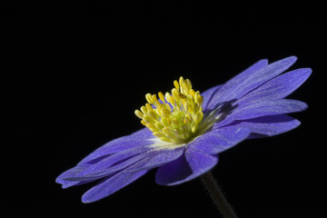 Anemone is a genus of about 200 species of flowering plants in the family Ranunculaceae, native to temperate zones.