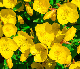 Flowers of buttercup acrid