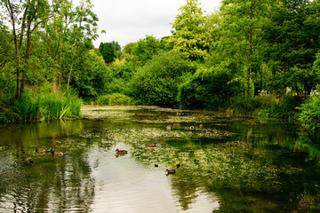 Fototapeta na wymiar Countryside landscape. Lake with ducks