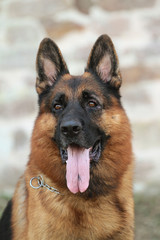 German Shepherd dog