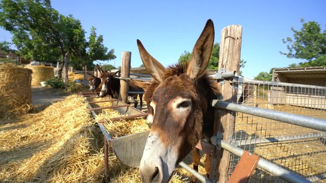 Some donkeys eating hay on a farm on Cyprus island