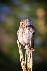 eurasian pygmy owl