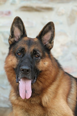German Shepherd dog