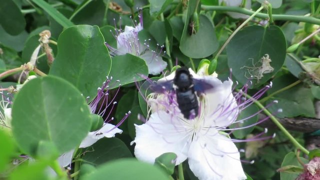 ape legnaiola sul fiore del cappero