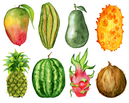 tropical fruit slice watercolor hand drawn illustration